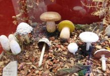 Museo de Micología de Iznalloz